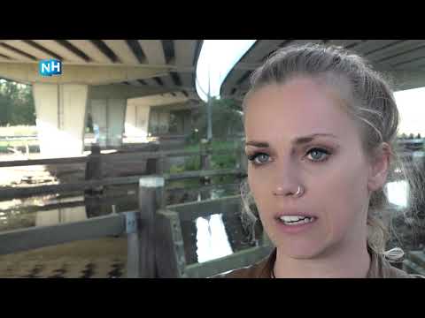 Concerns about loose pieces of concrete in the A1 motorway bridge