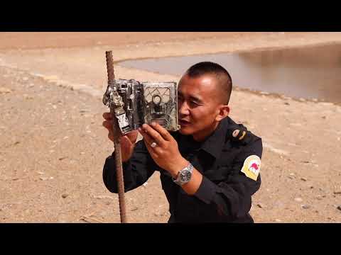 Kjo kafshë është më e rrallë se pandat