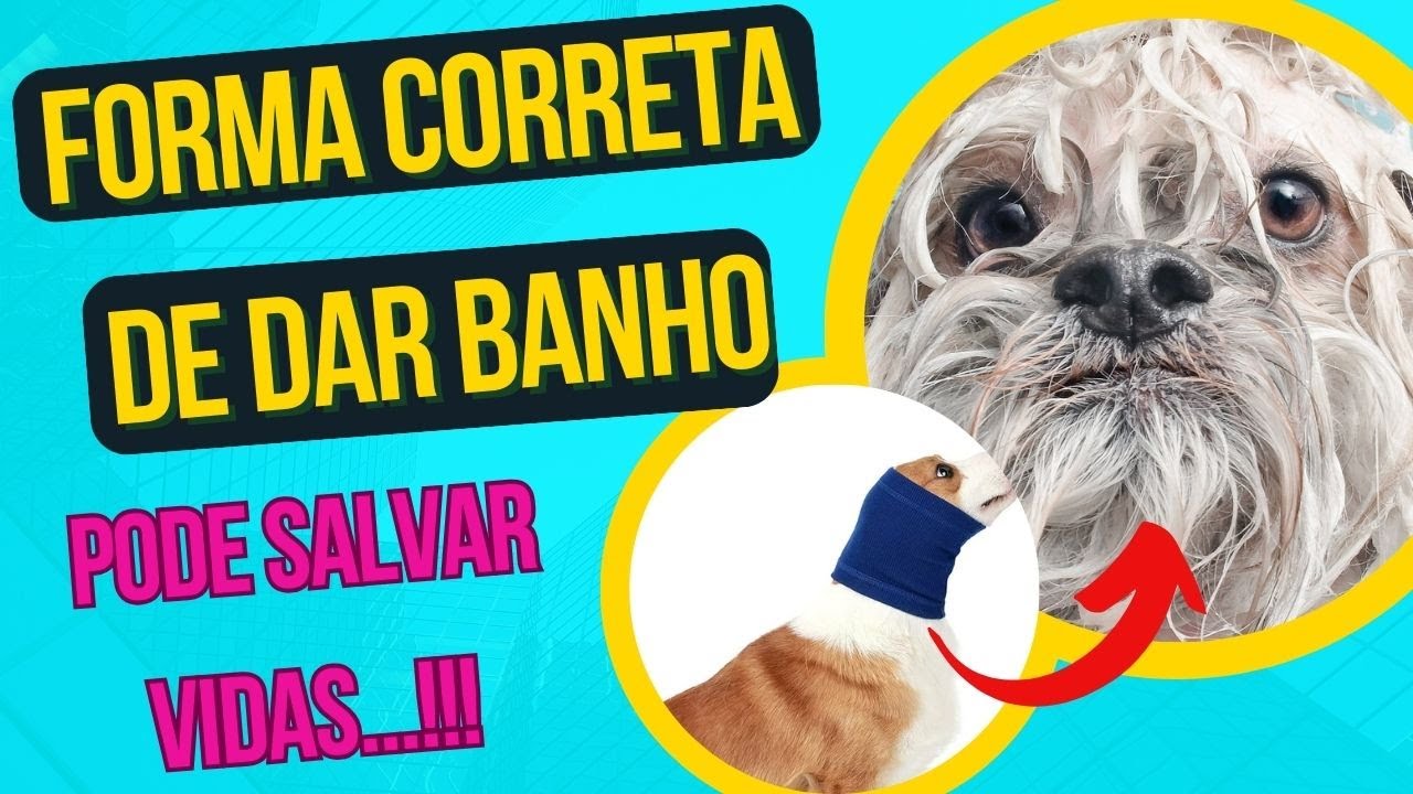 COMO DAR BANHO NO CACHORRO DA FORMA CERTA ACABAR COM PROBLEMA DE PELE COCEIRA E DERMATITE DOS CÃES