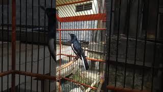 Download lagu kacer isian serindit mp3