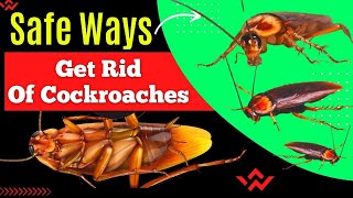 how to get rid of roaches overnight Without Any Pesticides! Safe Ways to Get Rid Of Cockroaches
