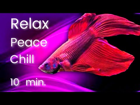 CALMING 10 min RELAX | Meditate | Chill | Array Mbira