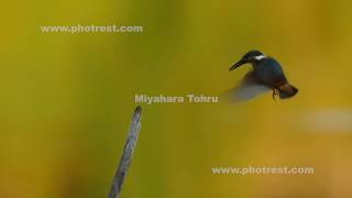 飛翔するカワセミ