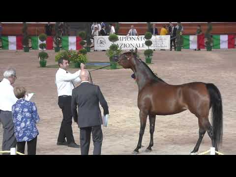 N.34 PLATINIA J - Italian Nationals 2018 - 3 Years Old Fillies (Class 3)