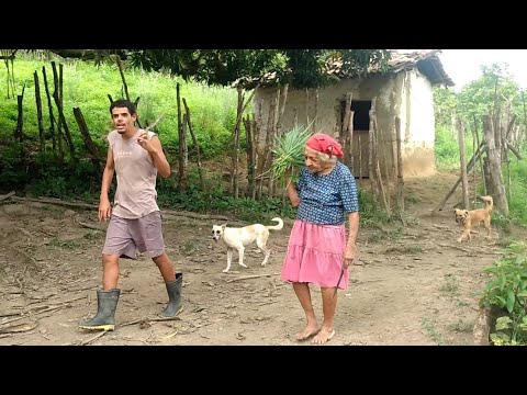 O CHÁ parceiro da vovó no combate eficaz ao COLESTEROL / CANHOTINHO / PE