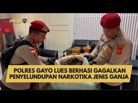 POLRES GAYO LUES BERHASI GAGALKAN PENYELUNDUPAN NARKOTIKA JENIS GANJA