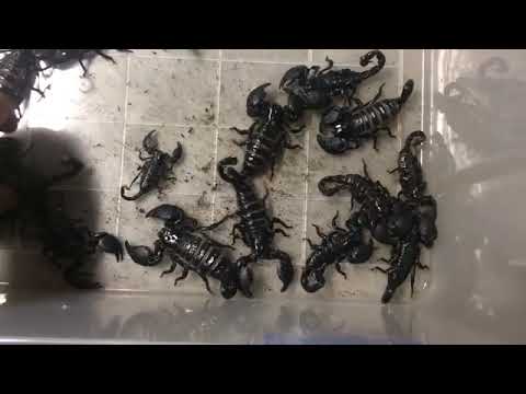 Emperor Scorpions 2016