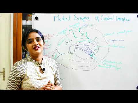 NEUROANATOMY-CEREBRUM-PART 3- FUNCTIONAL AREAS (MEDIAL SURFACE) - DR ROSE JOSE MD
