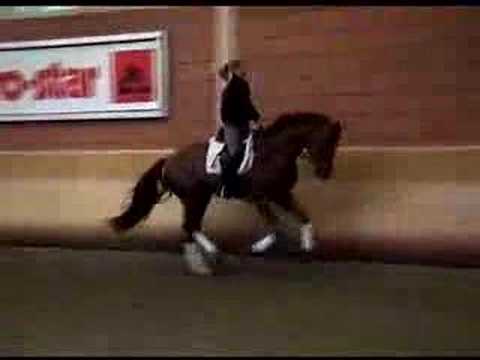 ROSENKOENIG x WORLDCHAMP-Video 2