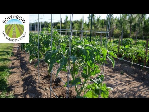 download lagu mp3 mp4 Amelia Tomato, download lagu Amelia Tomato gratis, unduh video klip Amelia Tomato