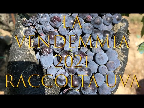 , title : 'LA VENDEMMIA 2021 - La raccolta dell'Uva / Fare il vino'