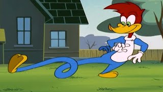 El Pájaro Loco | Súper carpintero | 1 Hora de Episodios Completos