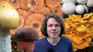 Die besten Pilze für Fortgeschrittene - Pilzwissen erweitern - Teil 2