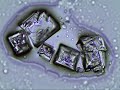 KCl 065 50fps
