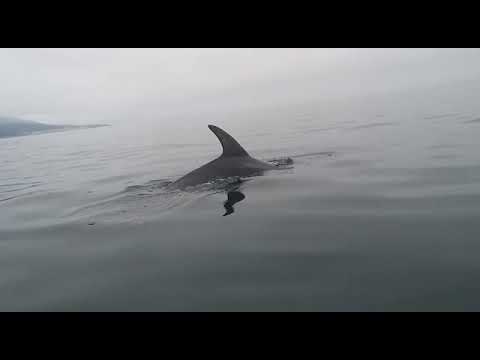 Un arroás aproximase a uns piragüistas