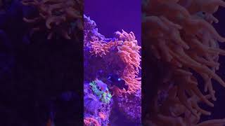 Colorado Wildfire Anemone #saltwater #aquarium #ColoradoWildfireAnemone #reef #coral #fish #clown