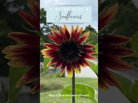 A Rainy Week and Sunflowers - Sunflower - Heirloom Leaves and Seeds #gardening #sunflowers #flowers
