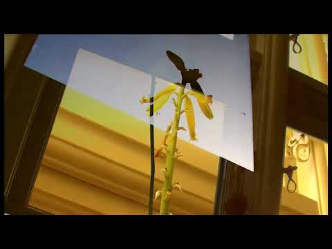 Matisse  before breakfast