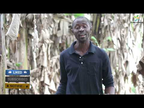 Uses Of Parts Of The Banana Plant II Kumi Perma Ecovillage Ghana