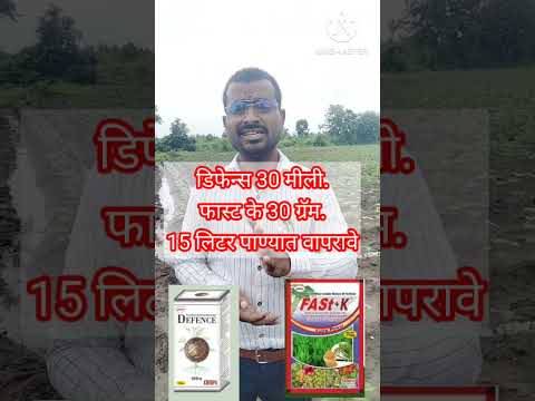 अतिपावसामुळे आपले पीक पिवळे पडले Ankur Dharati Defence 30 gm व fast+K -30 gm १५ लिटर पाण्यात वापरावे