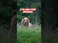 Why is the Grand Tetons full of Grizzly Bears? #wyoming #yellowstone #jacksonhole #bearattacks #wild