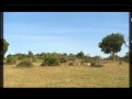 Duba Plains Lion Pride Kill A Cape Buffalo Calf Part 1