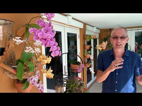 How I grow Phalaenopsis in sphagnum moss without overwatering them