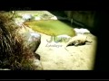 TAMAN SAFARI INDONESIA GIANYAR BALI SAFARI MARINE PARK