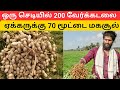 ஒரு செடியில் 200 வேர்க்கடலை ஏக்கருக்கு