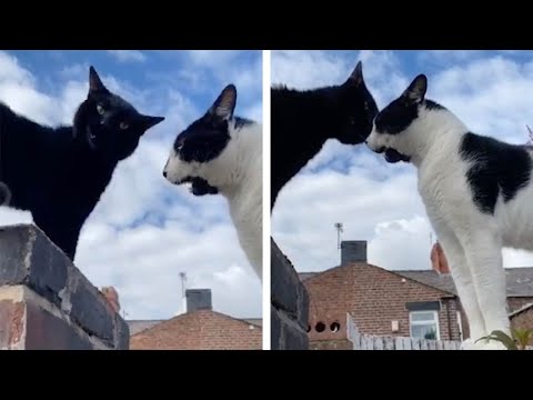 Pair Of Cat Have Conversation Together