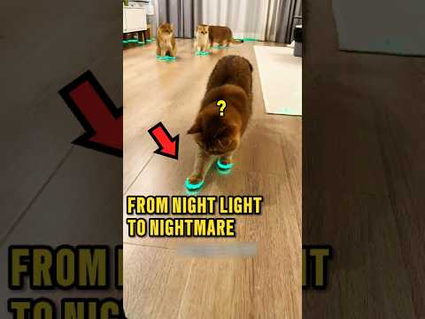 He Regretted Putting These on His Cats 🤣❤️