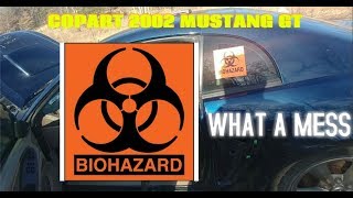 2002 MUSTANG GT BOUGHT FROM COPART BIOHAZARD FOUND $200 DOLLAR SUNGLASSES AND CREDIT CARD