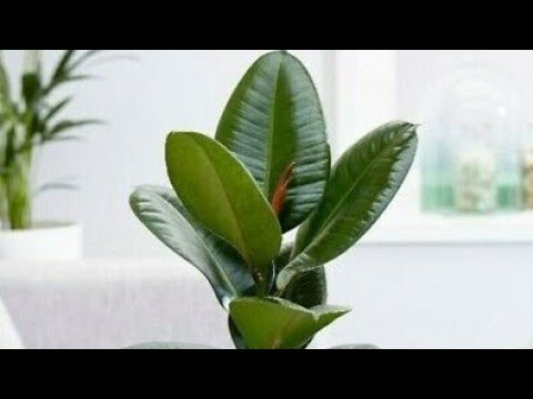 IF YOU DO THIS, YOUR FICUS WILL GROW FASTER AND LEAVE LUXURIOUSLY