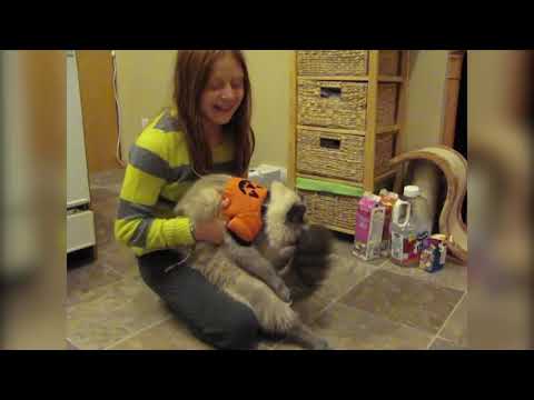 Funniest Cats & Dogs Wearing Halloween Costumes Blooper  ep.71