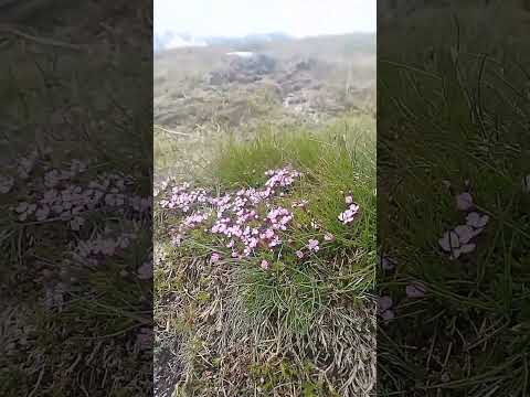 A JEWEL in the Scottish hills. Moss campion, a hardy arctic-alpine plant, flowers before BEN NEVIS