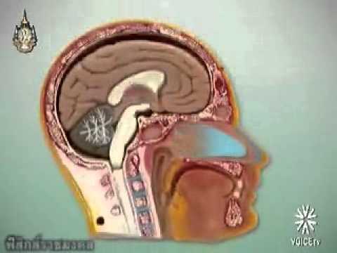 ระบบภูมิคุ้มกันและ neurodermatitis ครีมสำหรับโรคสะเก็ดเงิน solidolovy