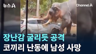 장난감 굴리듯 자동차 공격…코끼리 난동에 운반 기사 사망
