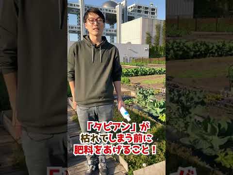 ブルーベリーの鉢植え