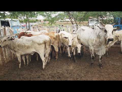 FEIRA DO GADO EM CUPIRA-PE  04-03-2026 #nordeste