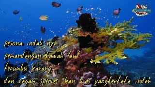 Download lagu SNORKELING || keindahan bawah laut || BIOTA LAUT mp3 Download lagu SNORKELING || keindahan bawah laut || BIOTA LAUT mp3