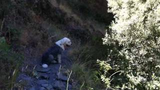 preview picture of video 'Camino complicado en Vereda de la estrella - Sierra Nevada - Granada'
