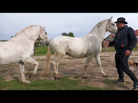 Cristea Nicu's horses from Bogei - Bihor 2022