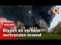 9000 VARKENS dood door GROTE BRAND | Omroep Brabant