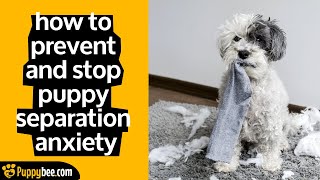 How to Prevent and Stop Puppy Separation Anxiety (Puppy Training Tips)