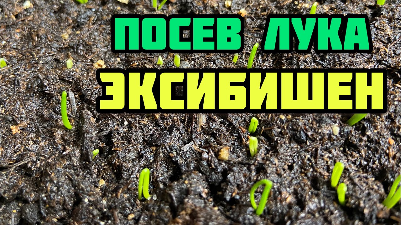 Посев лука эксибишен на рассаду! Первый раз сею свои семена