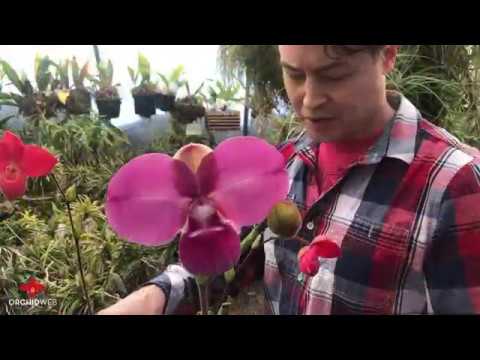 OrchidWeb - The incredible Phragmipedium kovachii!