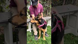 Video preview image #1 German Shepherd Dog Puppy For Sale in Pasadena, CA, USA