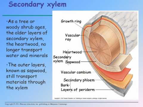 BIO-102-Chapter 35-MOD-03