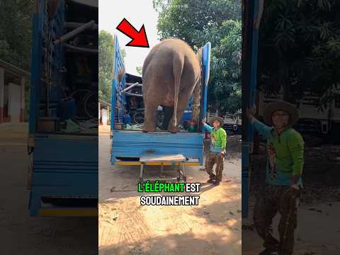 La descente risquée de l’éléphant 😱