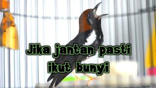 Download lagu ANIS KEMBANG GACOR, ANIS KEMBANG NGEROL, PANCINGAN ANIS KEMBANG BIAR BUNYI mp3